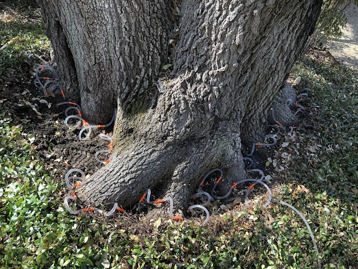 Detailed Tree Cabling and Bracing job site in Chicopee