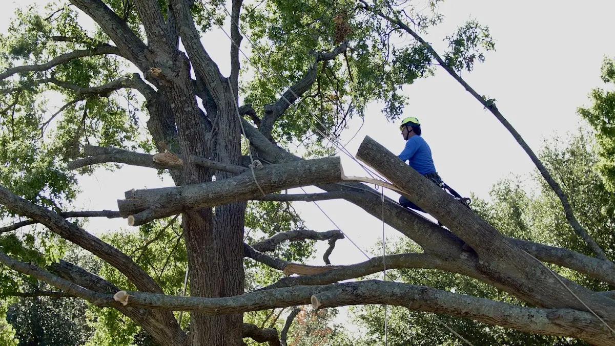 Professional Hazardous Tree Removal performed by certified arborists in Chicopee